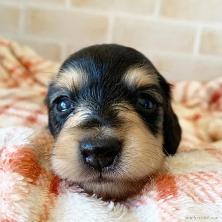 ID：2210-03214の子犬