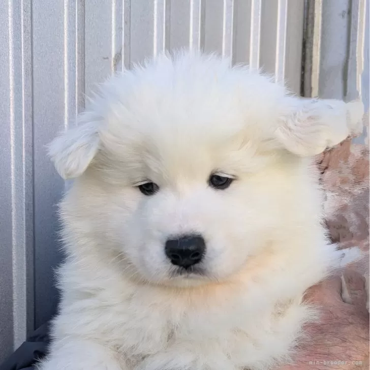 ID：2502-05055の子犬