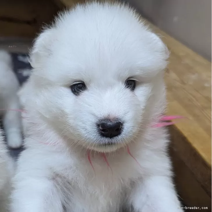 ジェの 様のお迎えした子犬