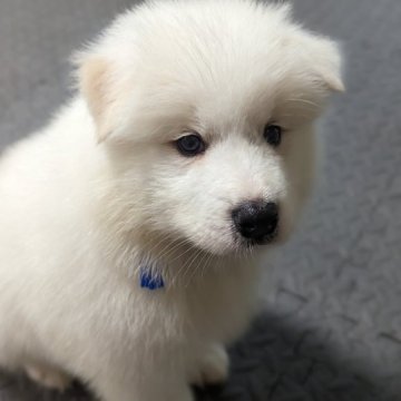 サモエド【神奈川県・男の子・2023年4月28日・ホワイト】の写真「色素濃く骨量豊かな子です。」
