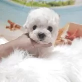 ビションフリーゼ
