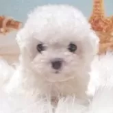 ビションフリーゼ