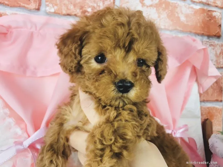 ID:2203-01471の子犬