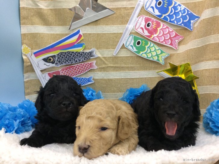 大杉　利昭(おおすぎ　としあき)ブリーダー(宮城県・トイプードルなど・JKC/日本社会福祉愛犬協会(KC)登録)の紹介写真3