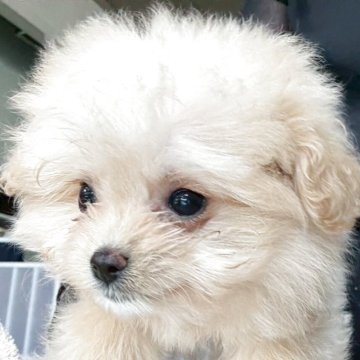ポメプー(ポメラニアン×トイプードル)【宮城県・女の子・2025年3月28日・アプリコット】の写真「つぶらな瞳でいつも眠たそうな三女です！」