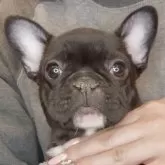 フレンチブルドッグ