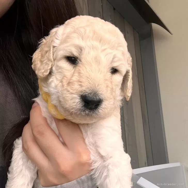 ID：2407-08505の子犬