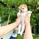 豆柴【京都府・男の子・2025年6月1日・赤】の写真11「おねむなコロコロちゃん」