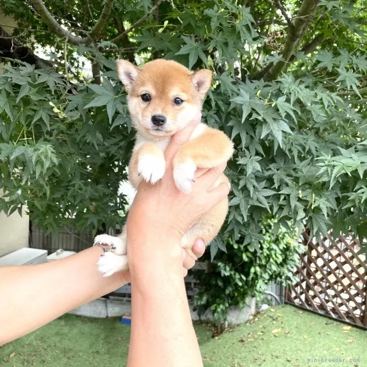 Y.K 様のお迎えした子犬