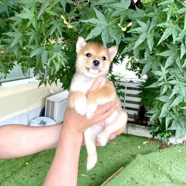 あゆみ 様のお迎えした子犬