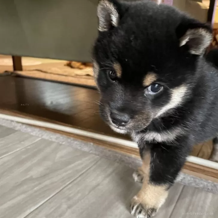 ID：2412-06341の子犬