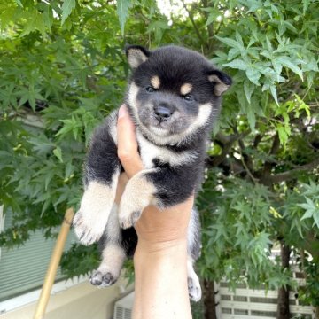 柴犬(豆柴)【京都府・男の子・2025年5月24日・黒】の写真「黒赤白の3色が綺麗に出て来ました。お目目クリクリ。」