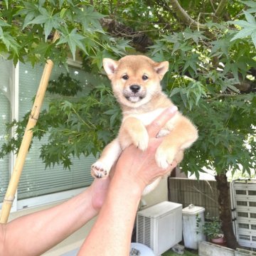 柴犬(豆柴)【京都府・男の子・2025年5月24日・赤】の写真「まん丸お目目で、たぬき顔の可愛い男の子💕」