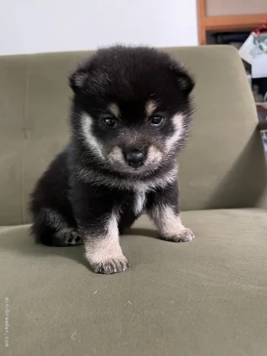 ID：2204-02511の子犬