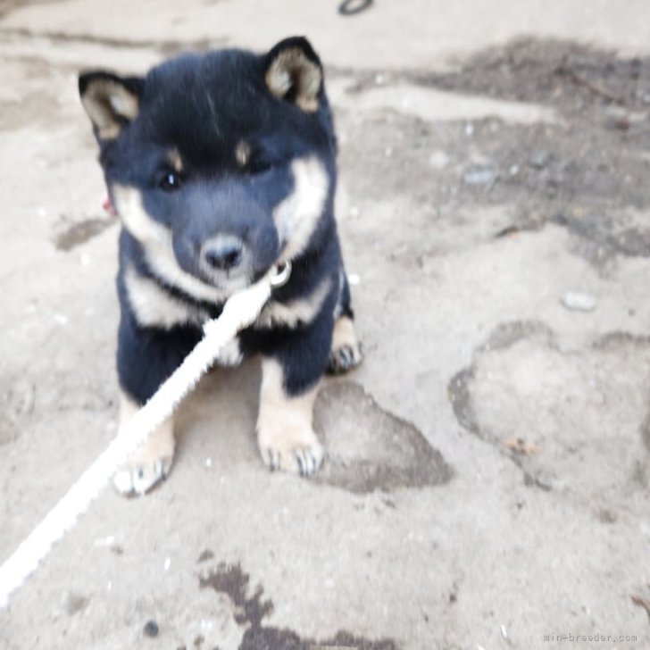 ブリーダー画像