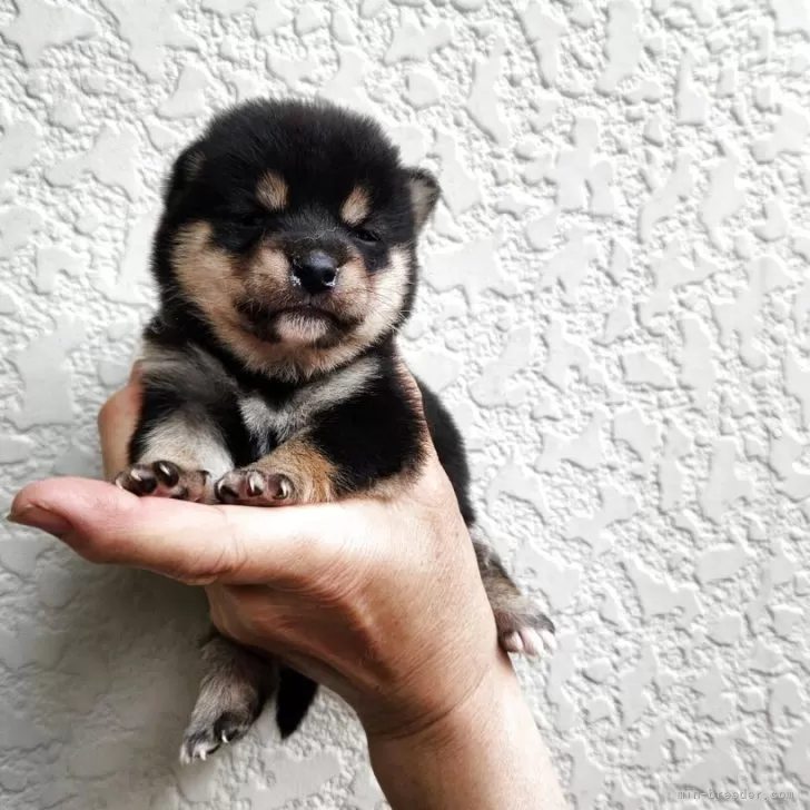 T.S 様のお迎えした子犬