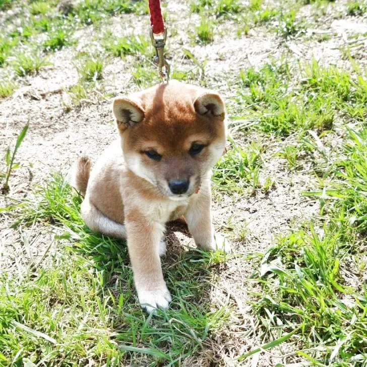 ドーン 様のお迎えした子犬