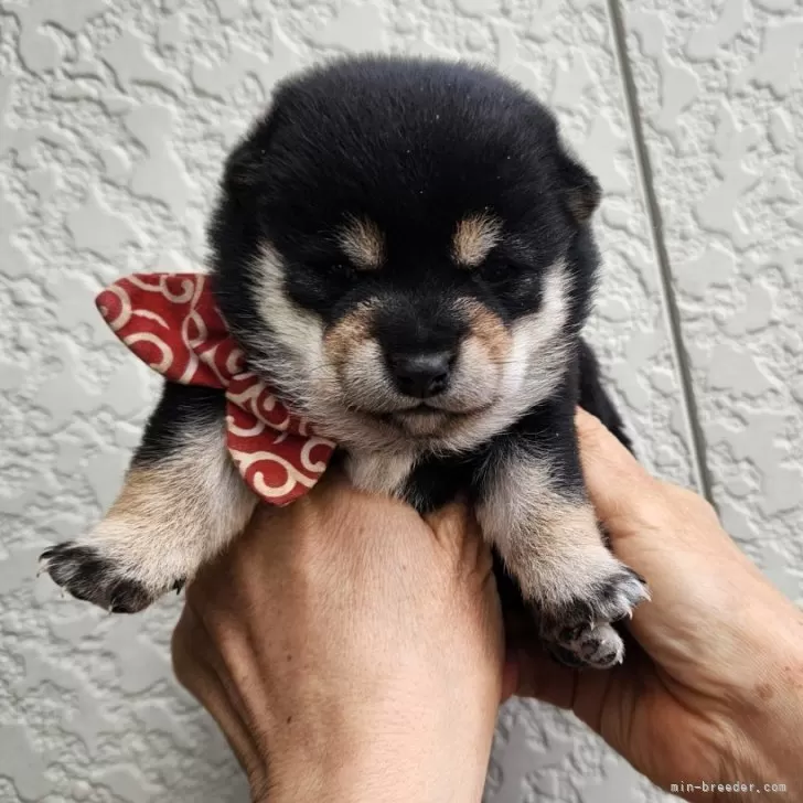ID：2502-03148の子犬