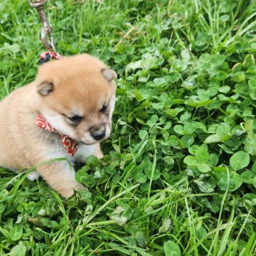 柴犬(豆柴)【福岡県・男の子・2024年11月26日・😊まんまる顔の赤豆柴❗】の写真「☺まんまるでコロコロ元気いっぱい❗」