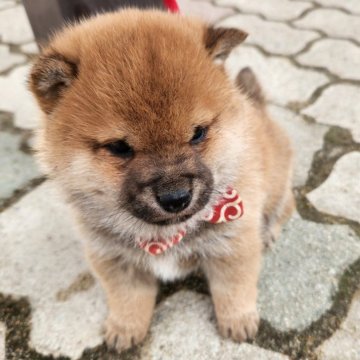 柴犬(豆柴)【福岡県・男の子・2024年11月1日・☺まんまる顔の赤豆柴❗】の写真「😊元気いっぱい被毛がモコモコ.フアフア❗」