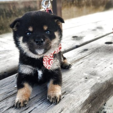 柴犬(豆柴)【福岡県・男の子・2025年5月27日・まんまる顔の黒豆柴❗】の写真「サイズ的に可也小さいです。」