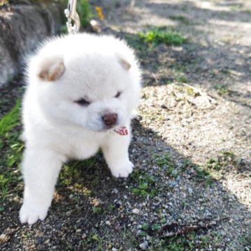 柴犬(豆柴)【福岡県・男の子・2025年10月1日・人気の白豆柴❗】の写真「🙆クリーム白でなく綺麗な白色❗」