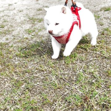 柴犬(豆柴)【福岡県・男の子・2025年3月12日・まんまる顔の白豆柴❗❗】の写真「クリーム白被毛でなく綺麗な白被毛です。」