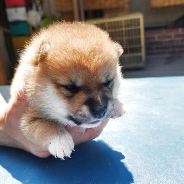 柴犬(豆柴)【福岡県・女の子・2025年7月7日・まんまる顔の赤豆柴❗】の写真「たぬき顔でコロコロしています。」
