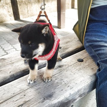 柴犬(豆柴)【福岡県・男の子・2025年10月14日・まんまる顔でコロコロ黒豆柴❗】の写真「☺まんまる顔でたぬき顔❗❗」
