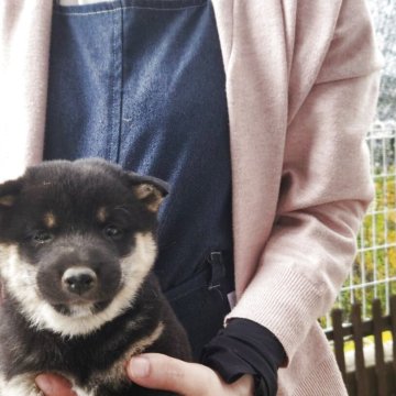 柴犬(豆柴)【福岡県・男の子・2025年10月14日・まんまる顔の黒豆柴❗】の写真「まんまる顔でたぬき顔❗」