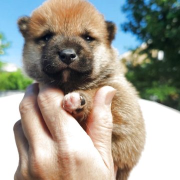 柴犬(豆柴)【福岡県・男の子・2025年9月17日・まんまる顔の赤豆柴❗】の写真「まんまる顔で可愛い❤️」