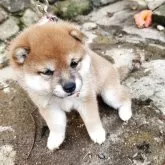 豆柴