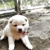 豆柴
