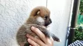 ポメ柴(ポメラニアン×柴犬)【福岡県・男の子・2025年9月1日・茶色】の写真4