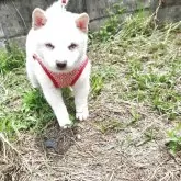 豆柴【福岡県・男の子・2025年3月12日・ふあふあの白豆柴❗】の写真4