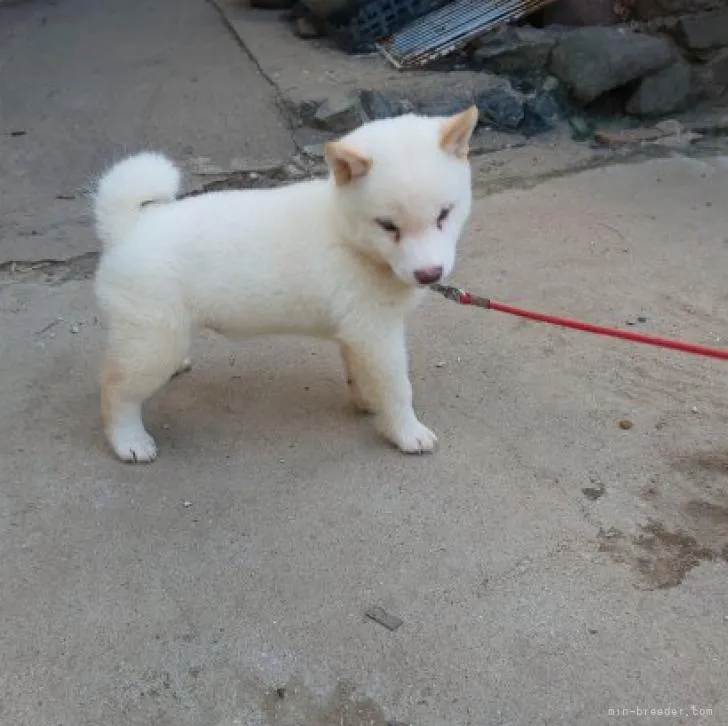 ID：2207-01909の子犬