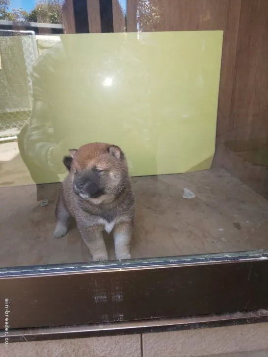 ID:2003-02098の子犬