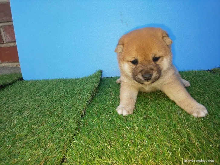 T.Y 様のお迎えした子犬