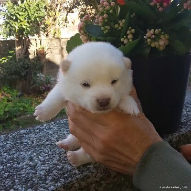 ID：2304-02615の子犬