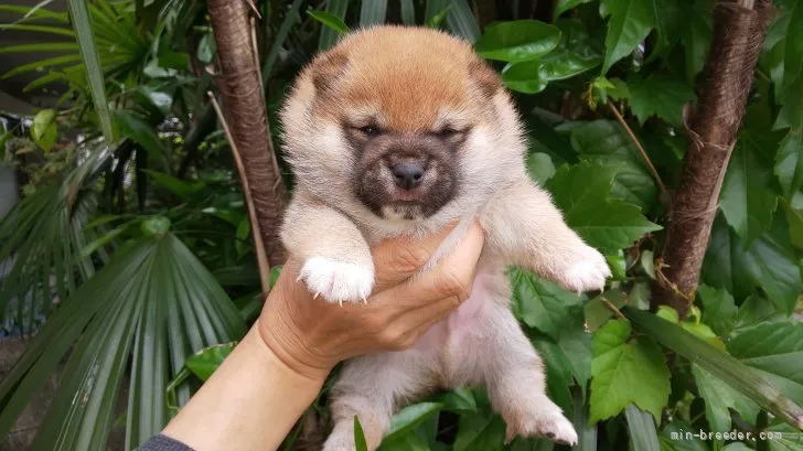 ID：2205-00728の子犬