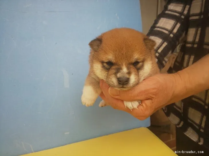 ID：2104-02553の子犬