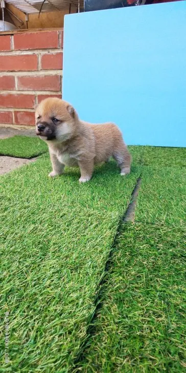 ID：1910-01418の子犬