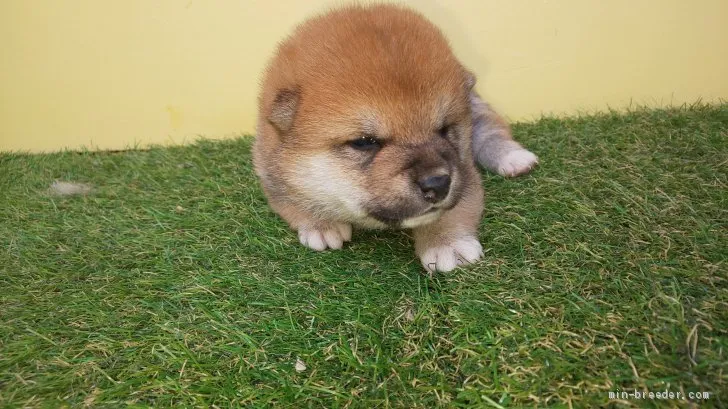 T.Ｉ 様のお迎えした子犬