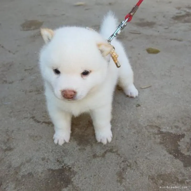 ID：2207-01901の子犬