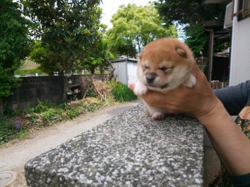 柴犬(豆柴)【福岡県・女の子・2021年3月27日・綺麗な顔立ちの赤豆柴】の写真「たぬき顔の綺麗さに加えソックスを履いています。」