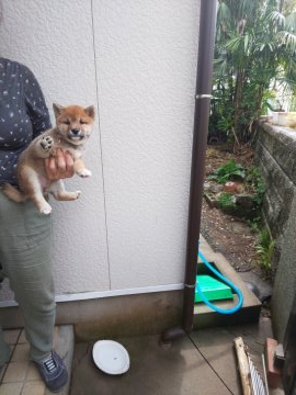 柴犬(豆柴)【福岡県・女の子・2020年3月6日・たぬき顔で赤の女の子】の写真「たぬき顔で
可愛い女の子、お待ちしています。」