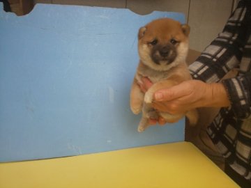 柴犬(豆柴)【福岡県・男の子・2021年3月18日・赤豆柴の男の子】の写真「たぬき顔で可愛い男の子」