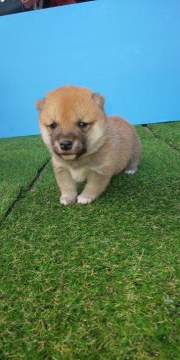 柴犬(豆柴)【福岡県・女の子・2019年9月22日・裏白がはつきりした綺麗な赤】の写真「小ぶりで可愛い❤️」
