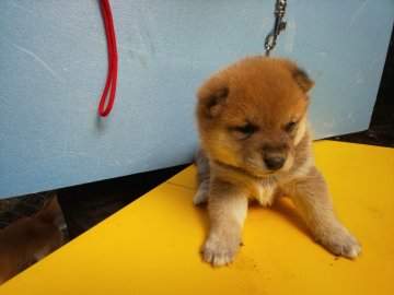 柴犬(豆柴)【福岡県・男の子・2020年10月2日・❤️たぬき顔の赤豆柴の男の子】の写真「コロコロしてとても元気な男の子」