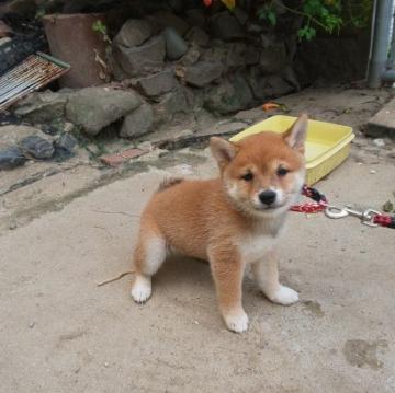 柴犬(豆柴)【福岡県・女の子・2022年6月30日・❤️たぬき顔した赤豆柴の女の子です。❗️】の写真「❤️たぬき顔でコロコロして可愛いです。❗️」